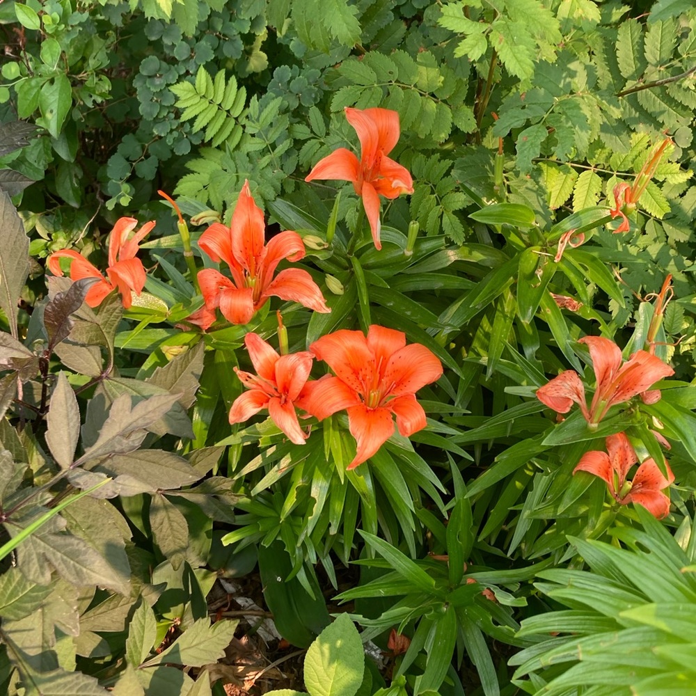 Meet your Posher, Celeste cielo